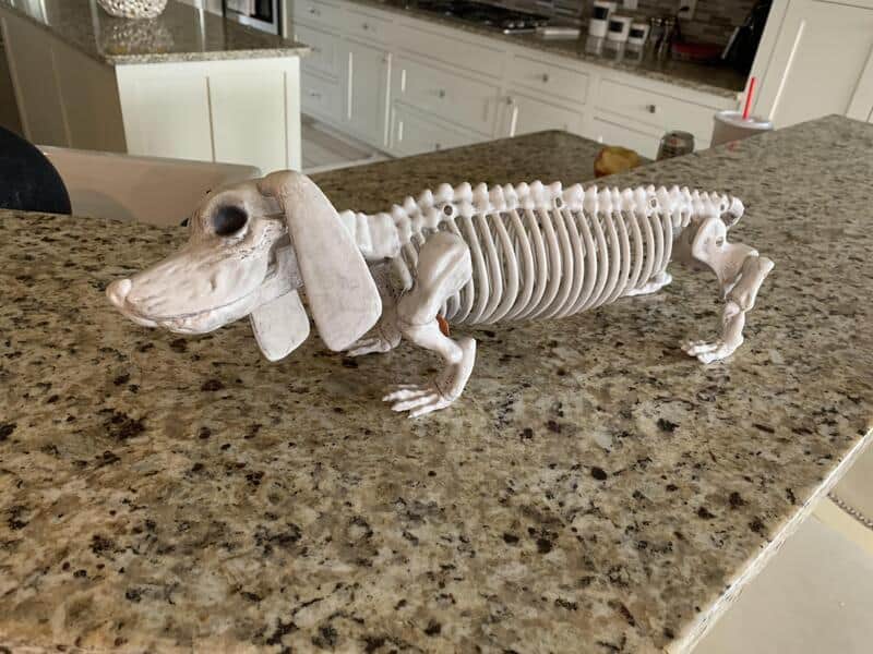 Dog skeleton model on kitchen counter with a humorous Halloween theme.