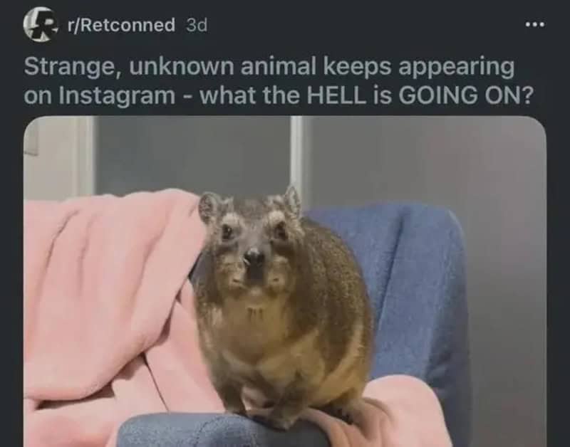 Strange unknown animal on a couch, looking at the camera.