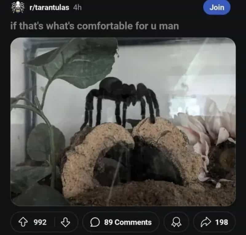 A spider with a body and legs resembling a human face, with the caption about comfort for men.