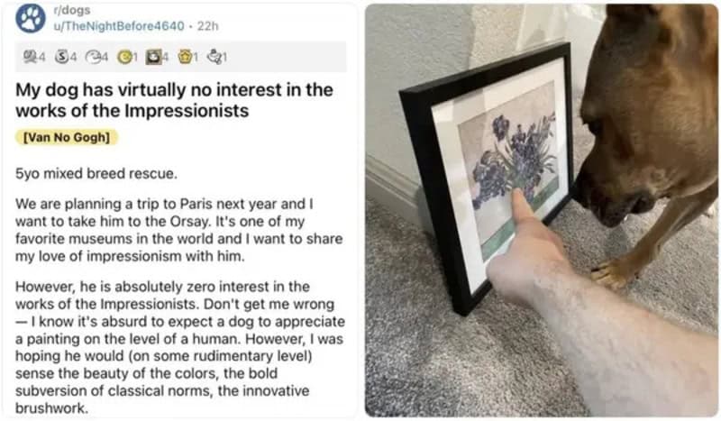 Dog looking at framed painting, showing no interest, with a social media post about its indifference.