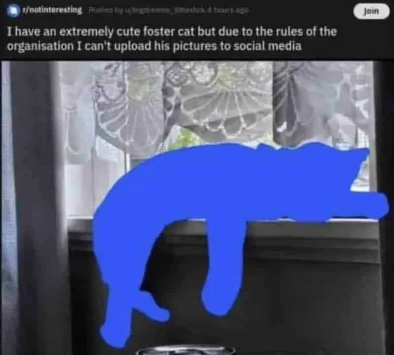 Blue silhouette of a cat hanging from a windowsill with lace curtains behind.
