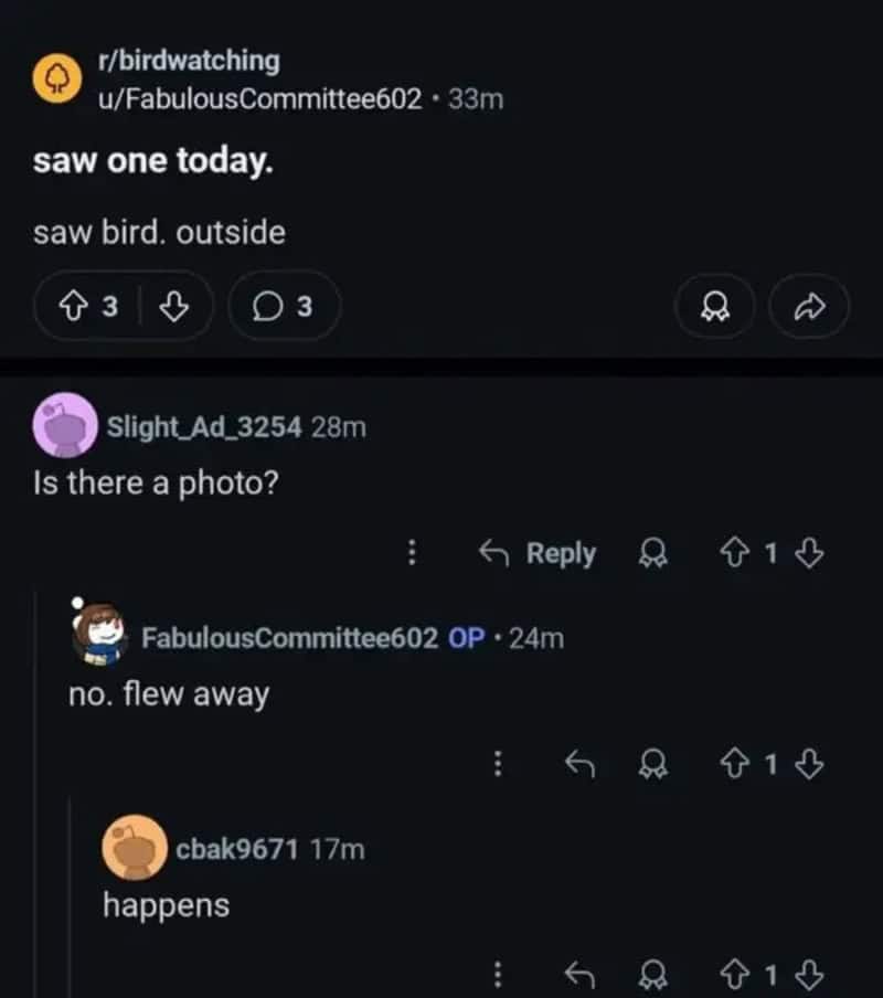 Screenshot of a birdwatching post about seeing a bird outside.