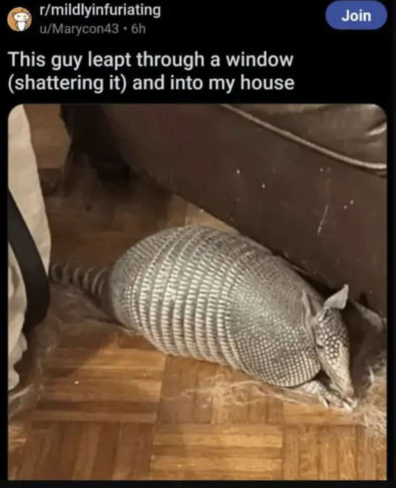 A large armadillo lying on a wooden floor near a wall.