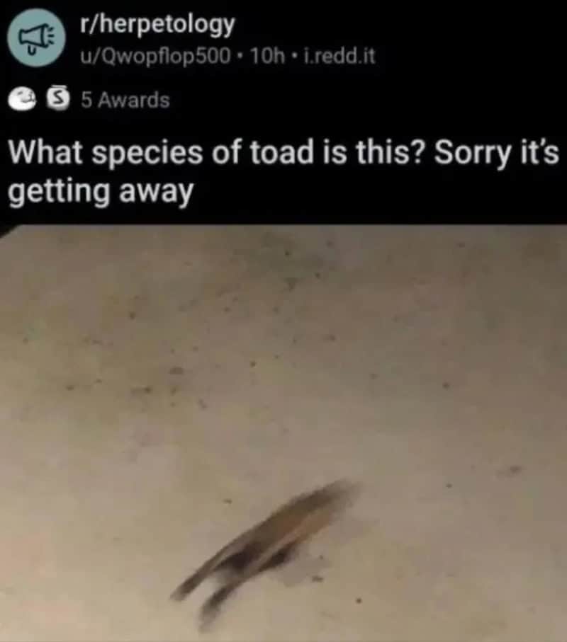 What species of toad is this? Sorry it's getting away.