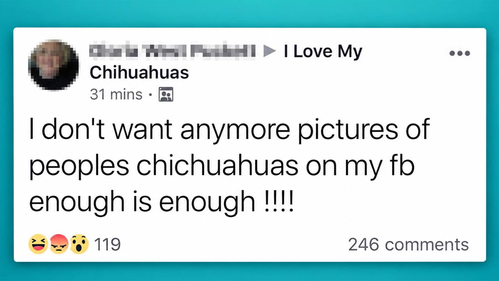 I don't want anymore pictures of peoples chihuahuas on my fb enough is enough !!!!.