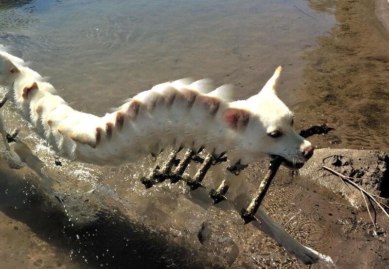 Dog with a long, stretched body in water, resembling a snake.
