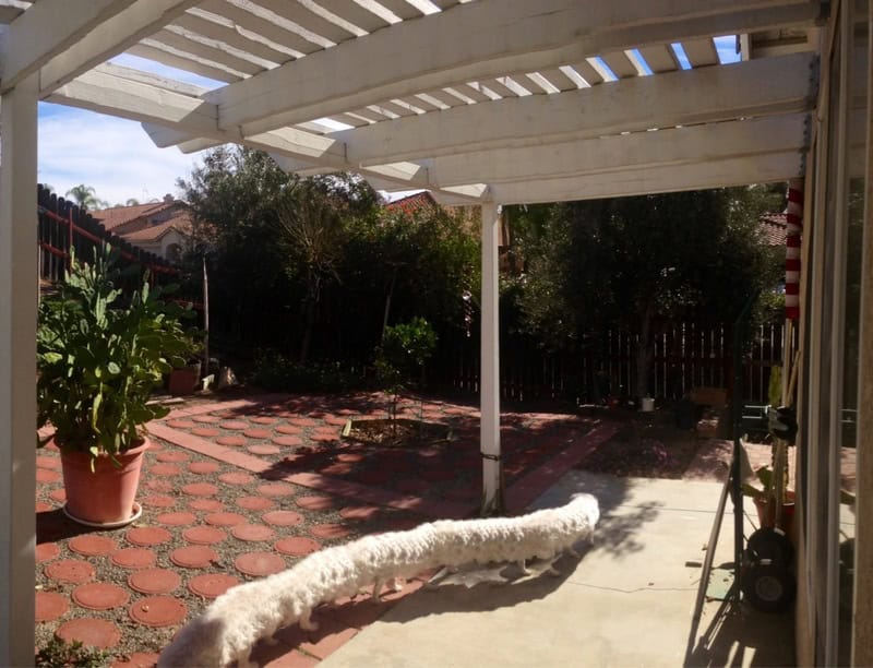 A white cat stretching on a patio under a white pergola with plants and trees in the background.