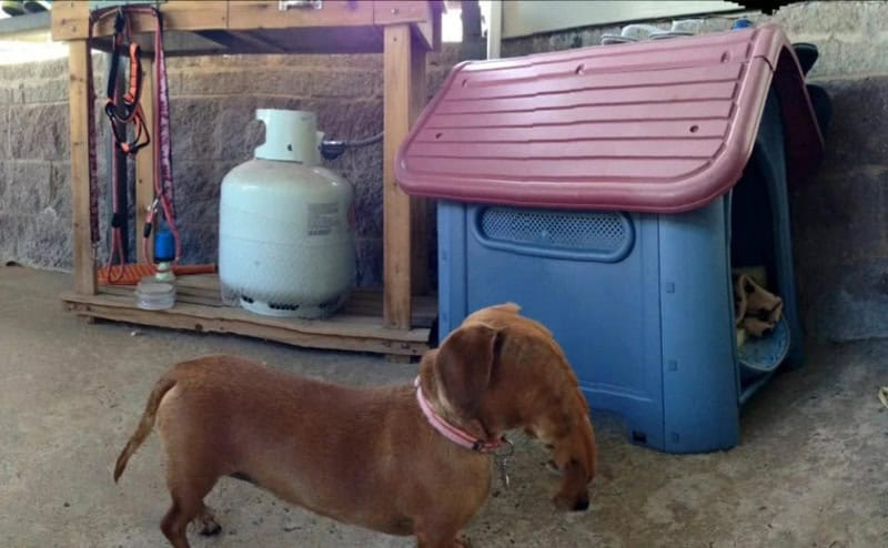 Dog sniffing ground near a blue and red dog house in a backyard.