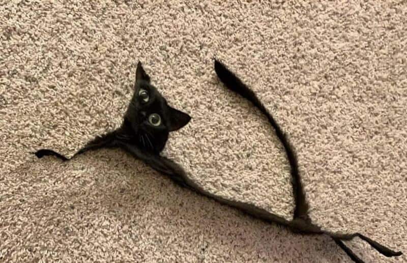 A black cat with wide eyes on a beige carpet, its body stretched out in a funny shape.