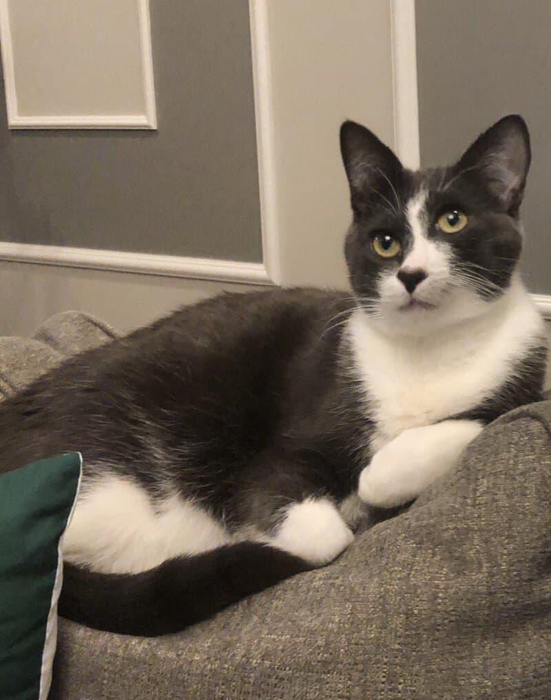 Black and white cat lying on a couch with a gray wall behind it.