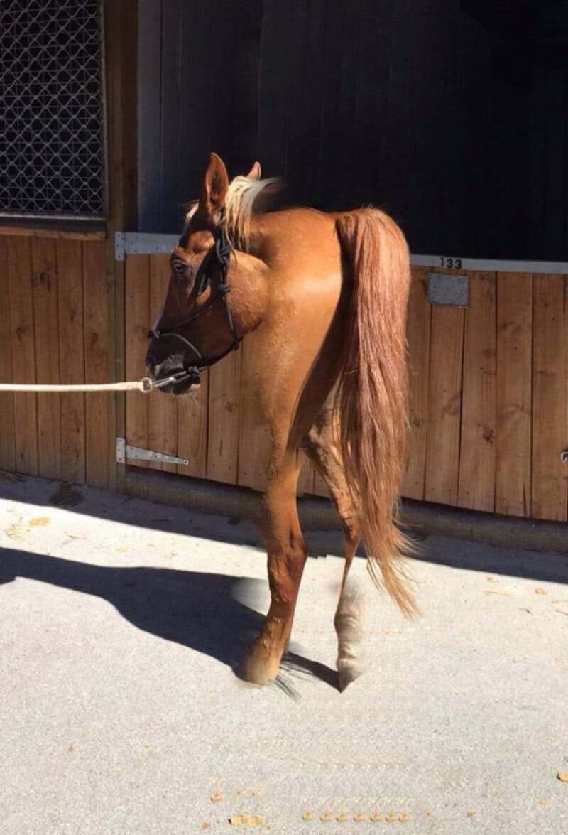 A brown horse with a white mark on its face standing in a stable.
