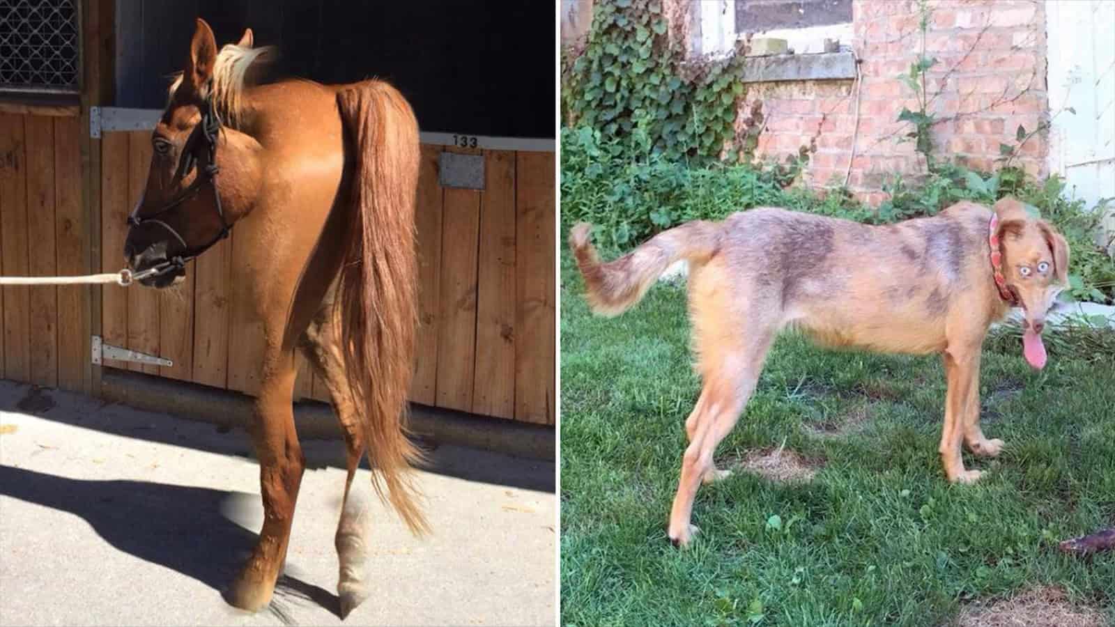 Two animals with unusual proportions, a horse and a dog, in a humorous panorama fail.
