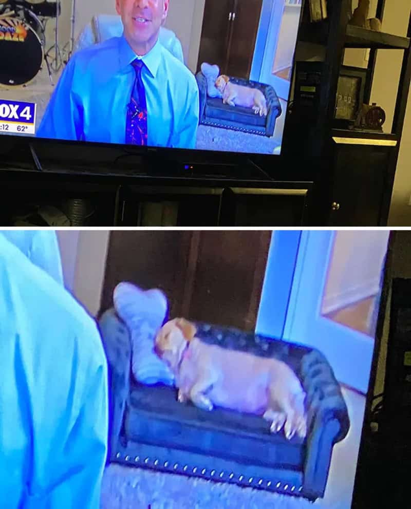 Person on TV and a puppy on a small sofa in front of the TV.