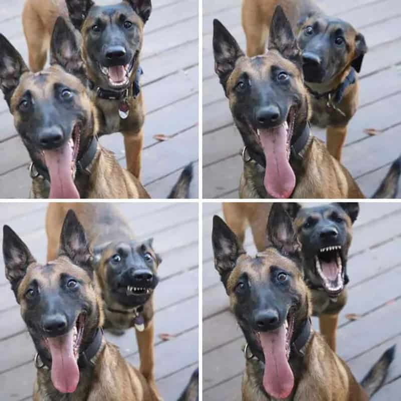 Four dogs making funny faces, some with open mouths and tongues out, on a wooden deck.