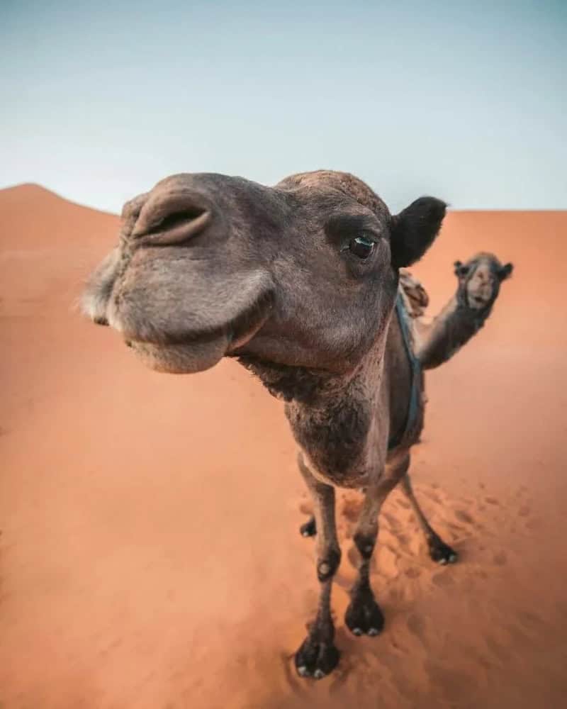 Close-up of a camel's face with a funny expression in the desert.