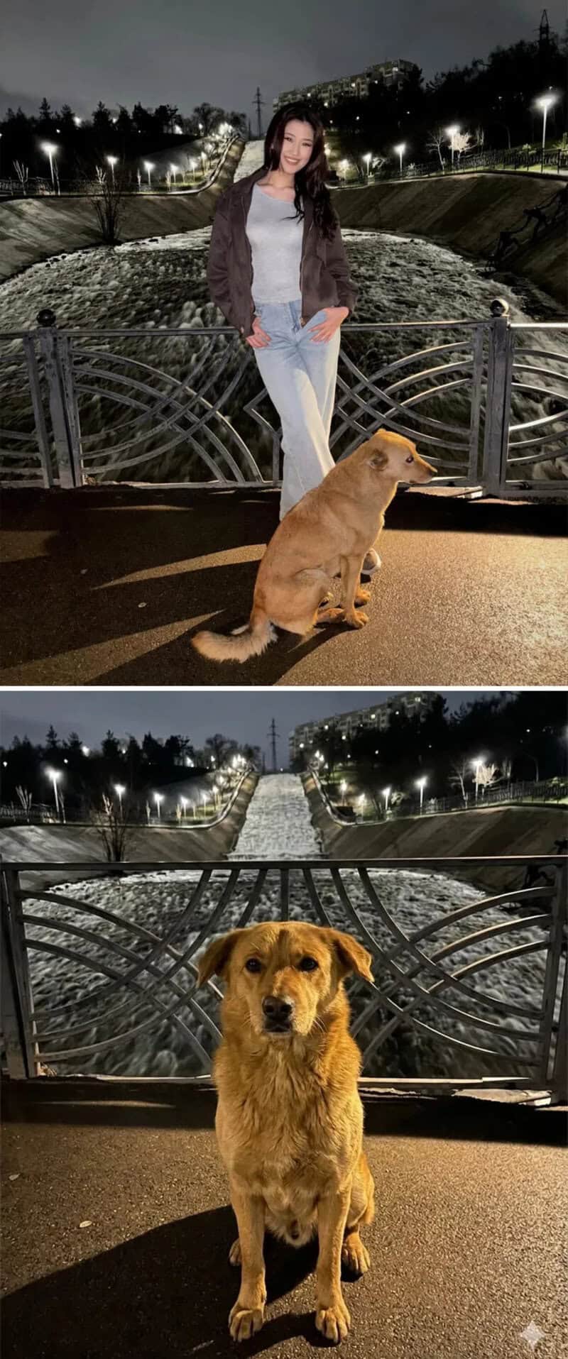 Woman with a dog sitting on a bridge at night, city lights in the background.