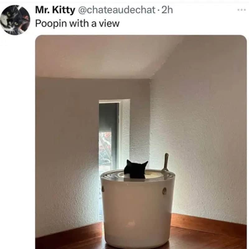 Black cat sitting in a white bucket with a view outside a window.