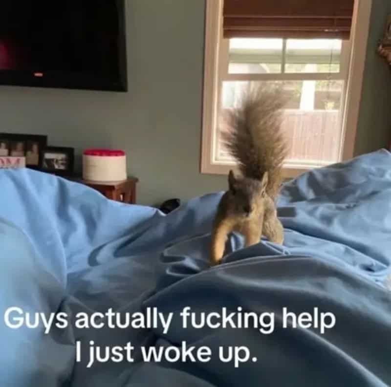 Squirrel on bed with text: 'Guys actually fucking help I just woke up.'.