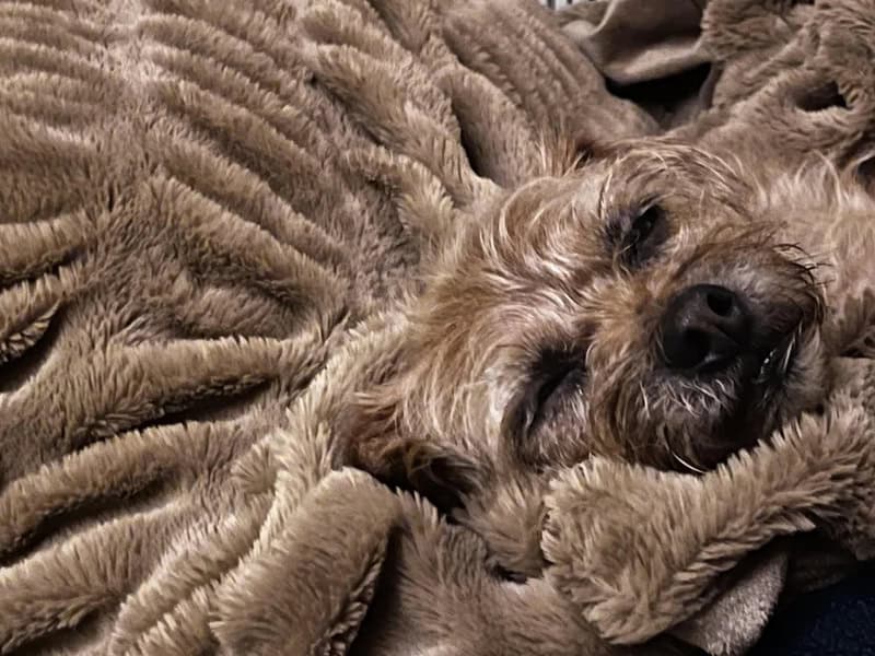 Dog sleeping on a plush blanket, eyes closed, looking peaceful.