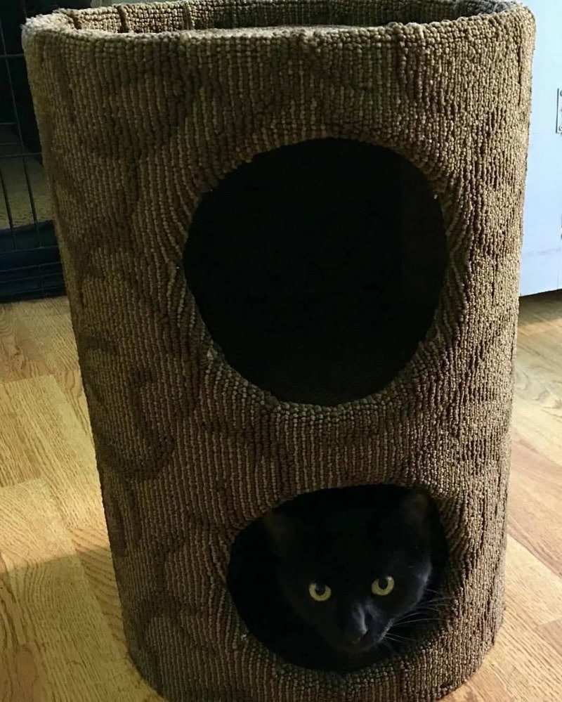 Black cat peeking out of a circular hole in a brown textured cat tree.