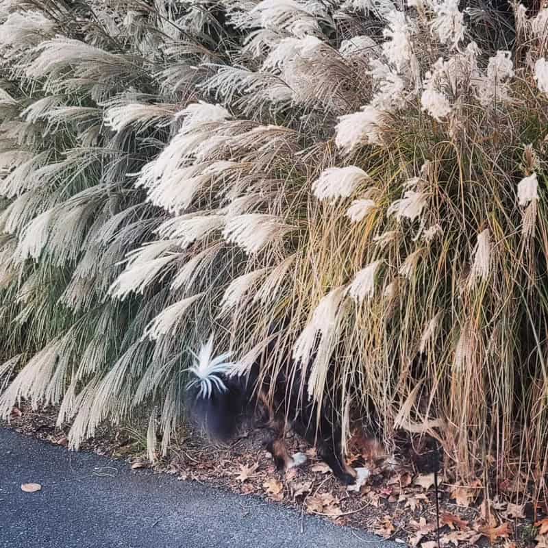 Cat hiding behind tall grass near a road, blending with the environment.