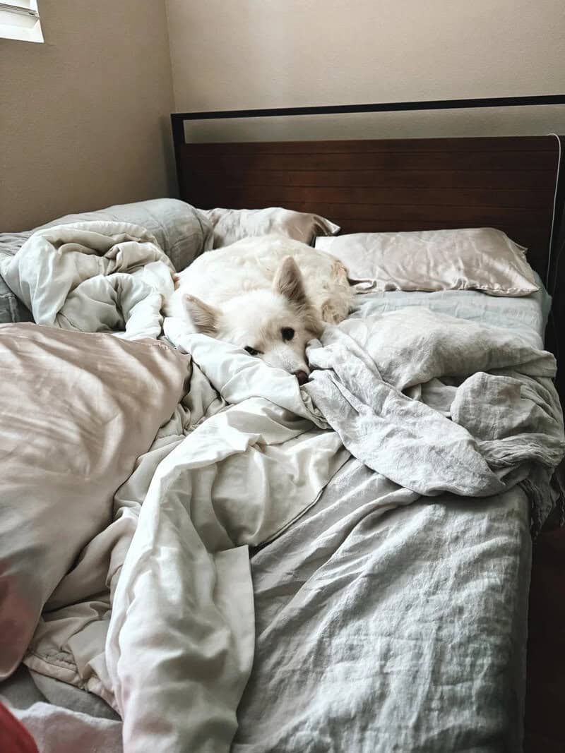 White dog lying on a messy bed with crumpled sheets and pillows.