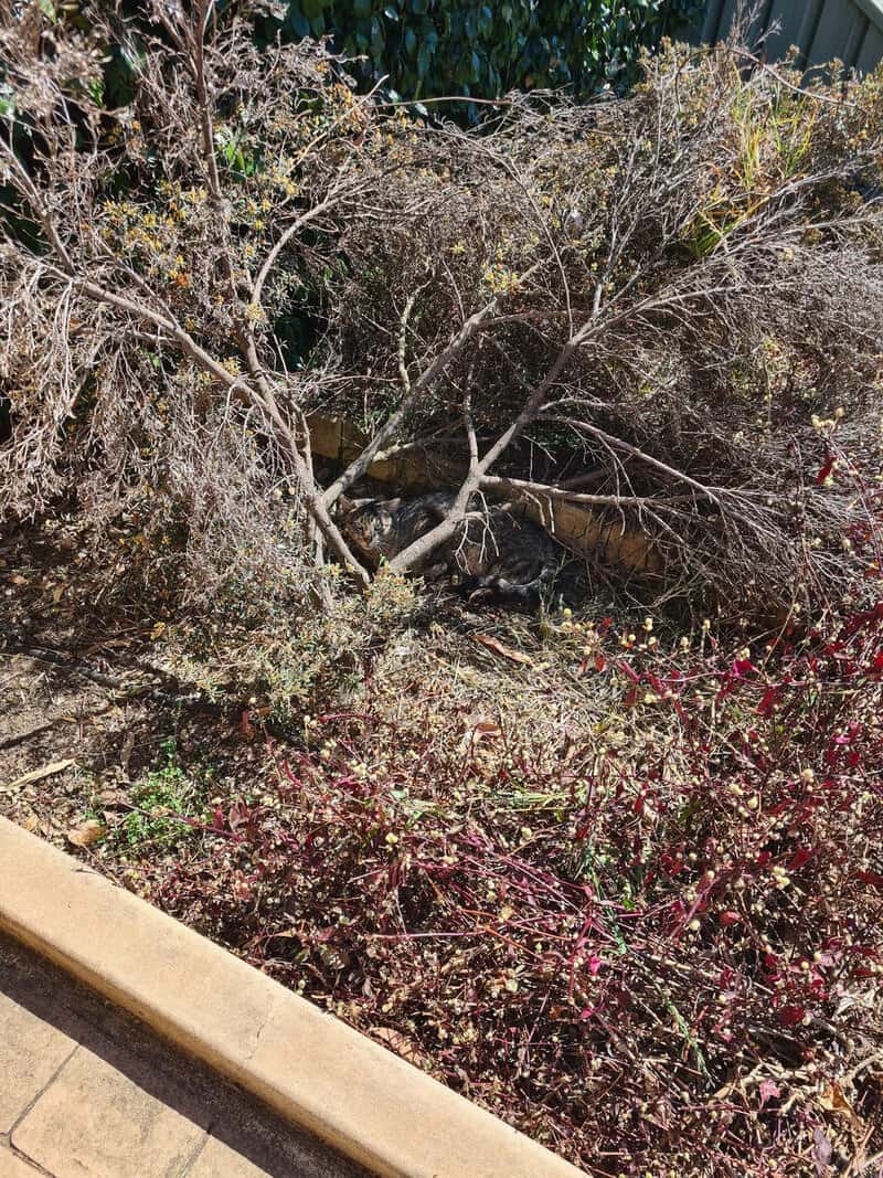 Dry, leafless bush with a small animal hiding underneath in a garden.