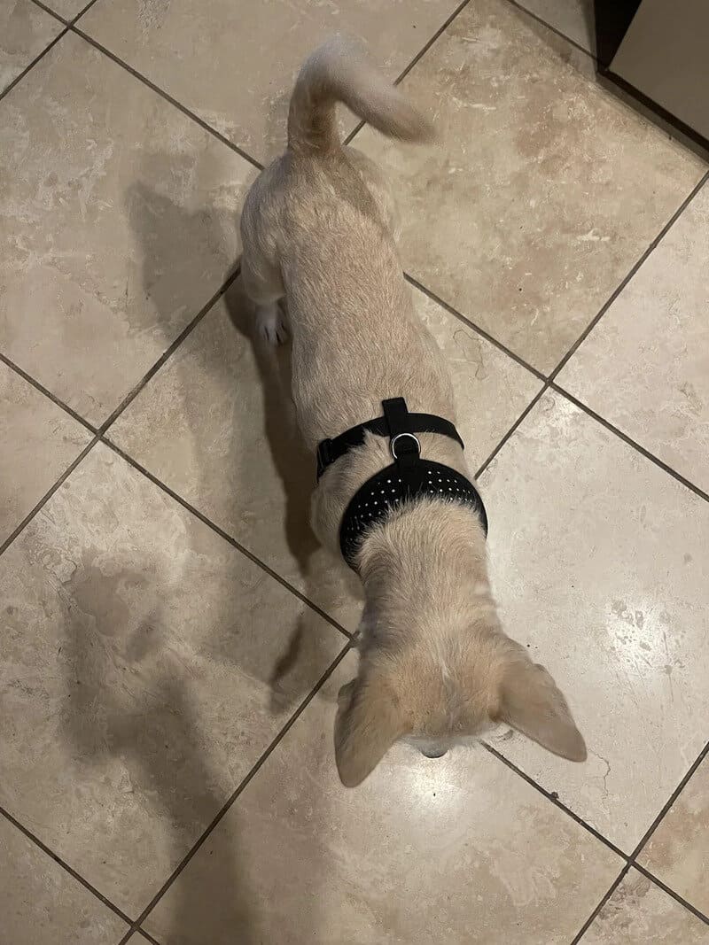 Small dog with a black harness on a tiled floor, head down, tail curled up.