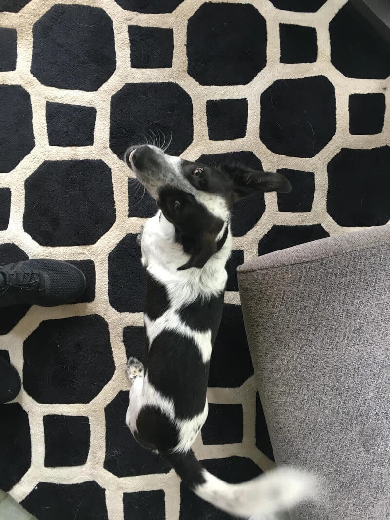 Black and white dog looking up on a patterned black and white rug.