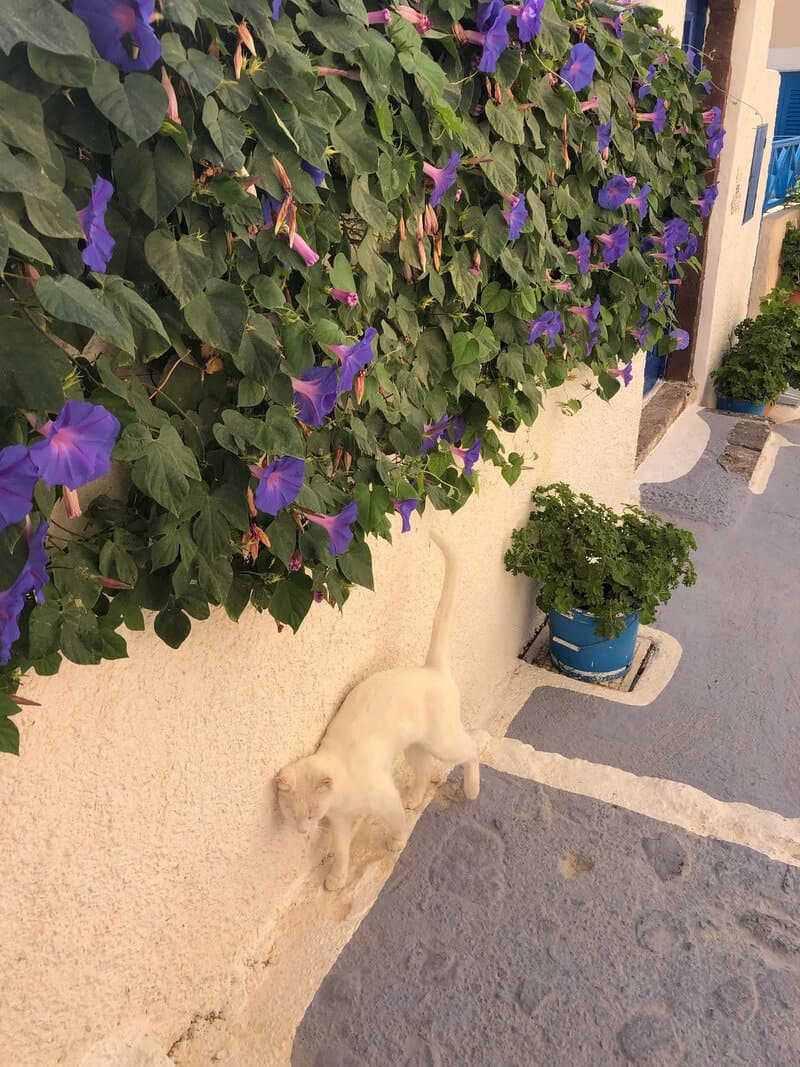 White cat lying on the ground near a wall with purple flowers and a blue pot.