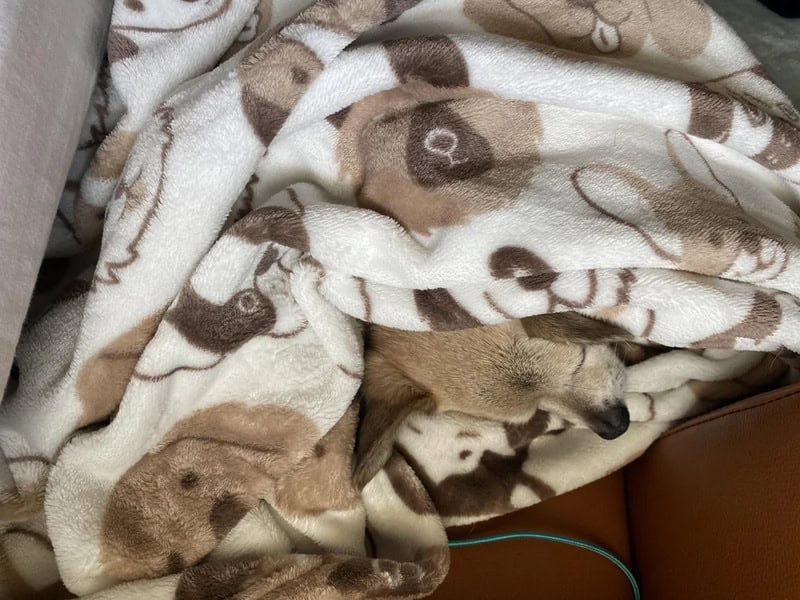A small dog sleeping under a blanket with dog face patterns.