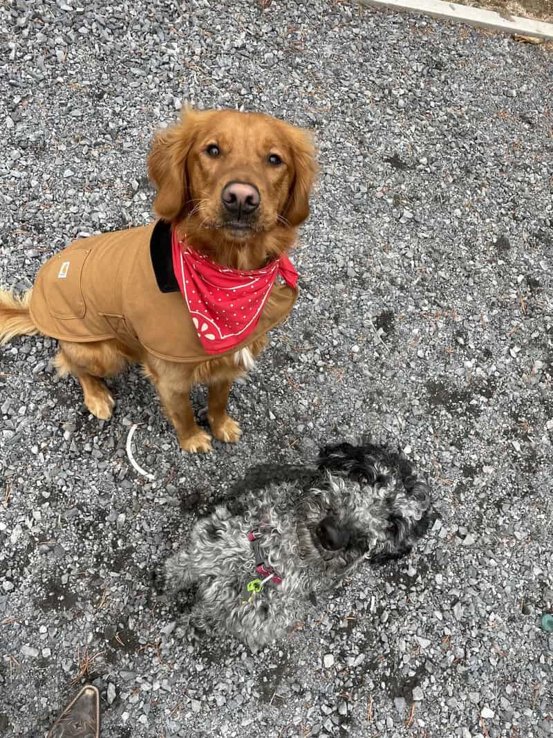 Two dogs on gravel, one in a brown jacket and red bandana, the other small and black and white.