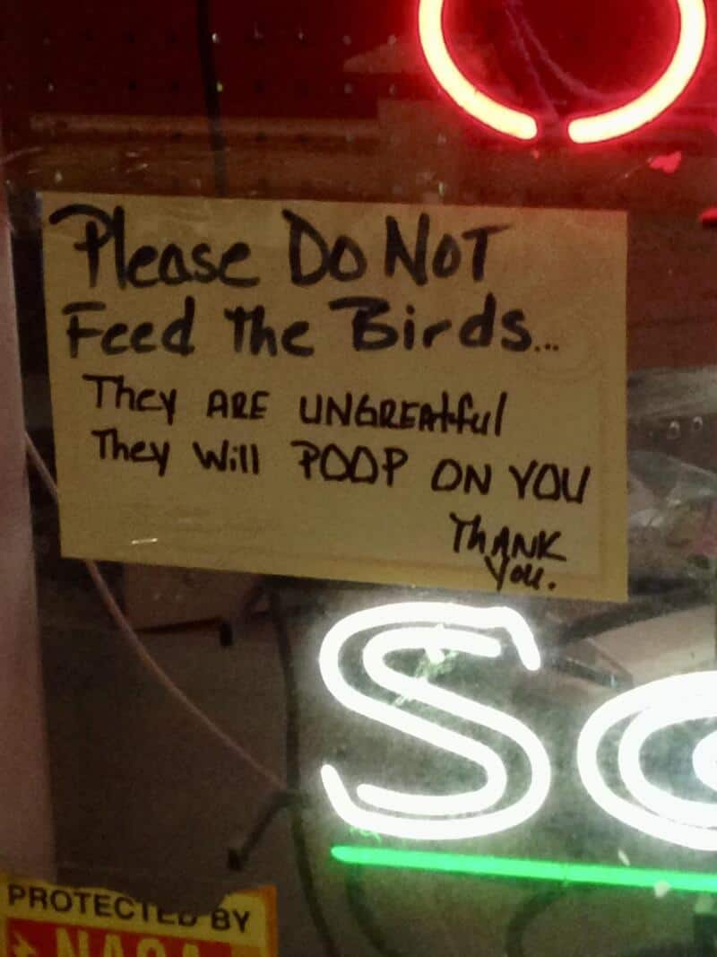 Please Do Not Feed The Birds... They are uncivilized They will POOP on you Thank you.