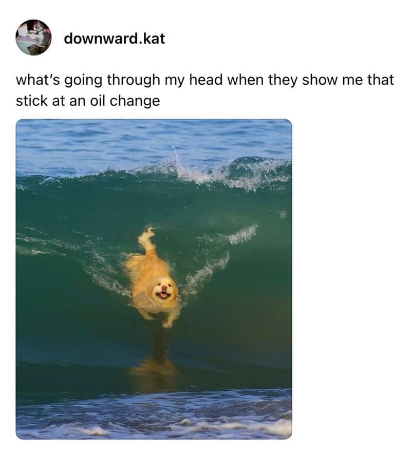 Dog swimming in the ocean with a caption about oil change.
