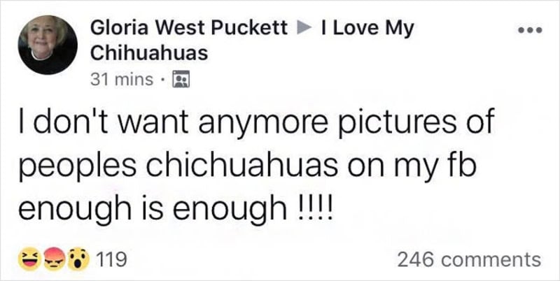I don't want anymore pictures of peoples chihuahuas on my fb enough is enough !!!!.