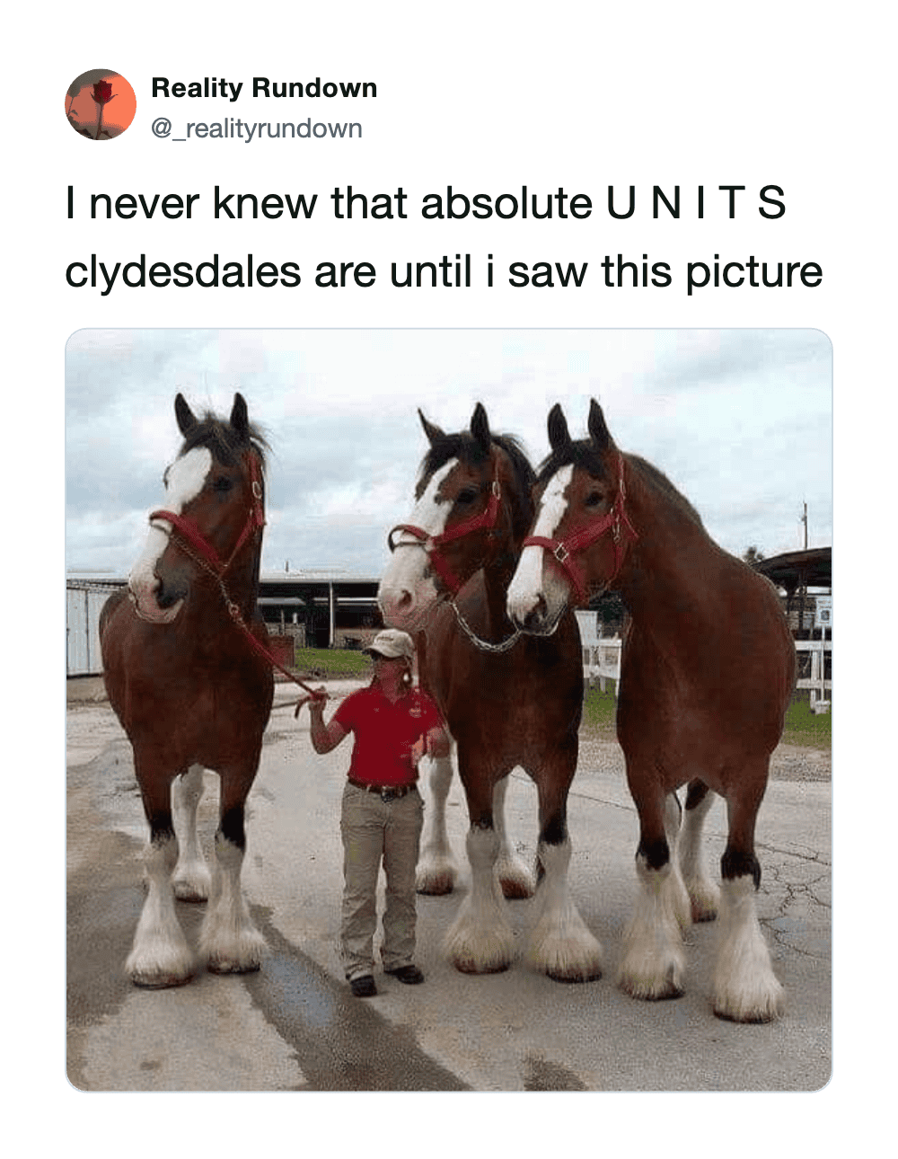 Three giant horses with a person in front for scale, showing their enormous size.