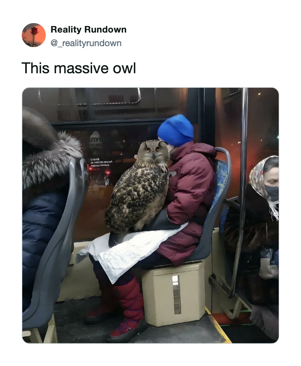 Massive owl sitting on child's lap on a bus, with other passengers nearby.