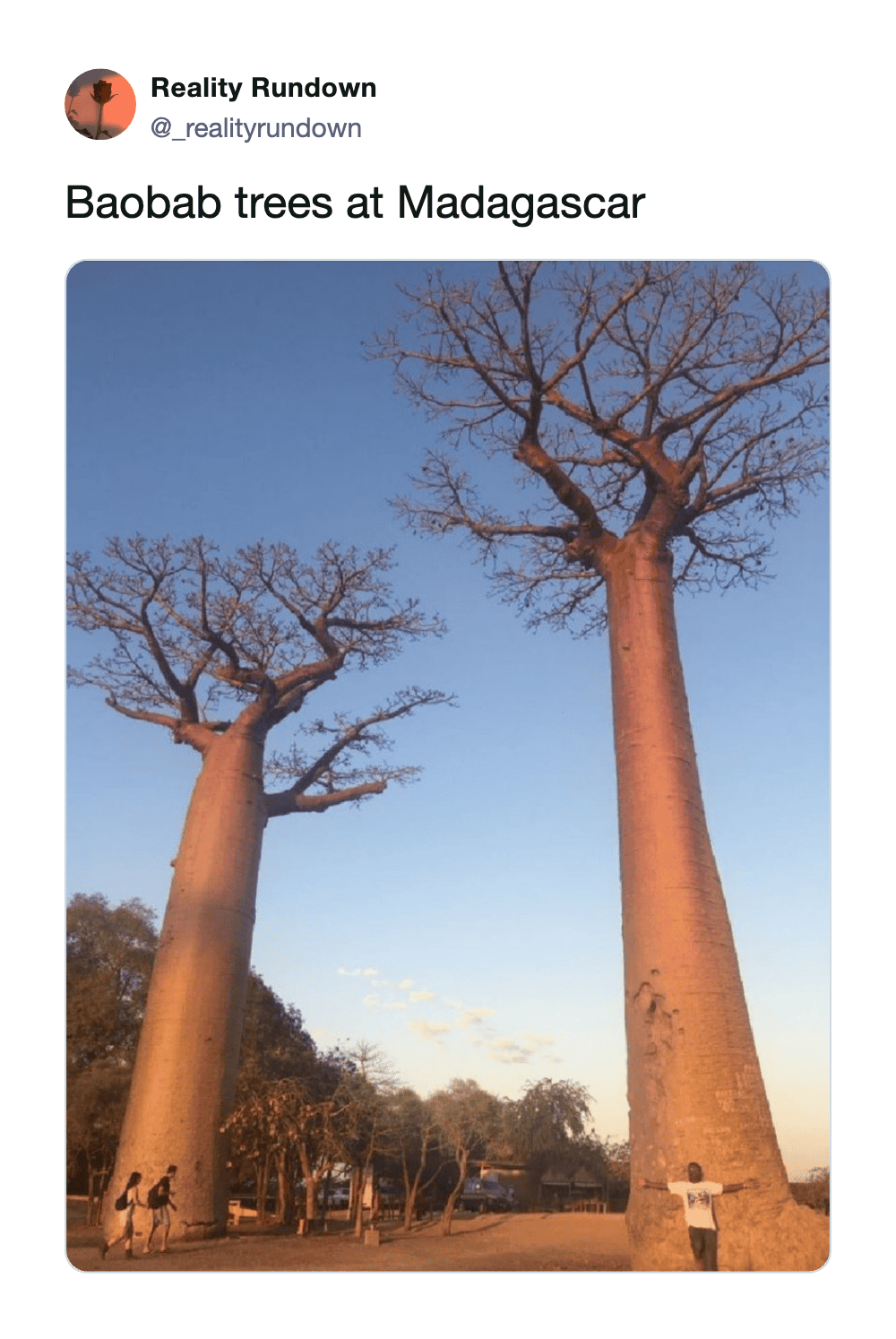 Baobab trees at Madagascar with a clear blue sky in the background.