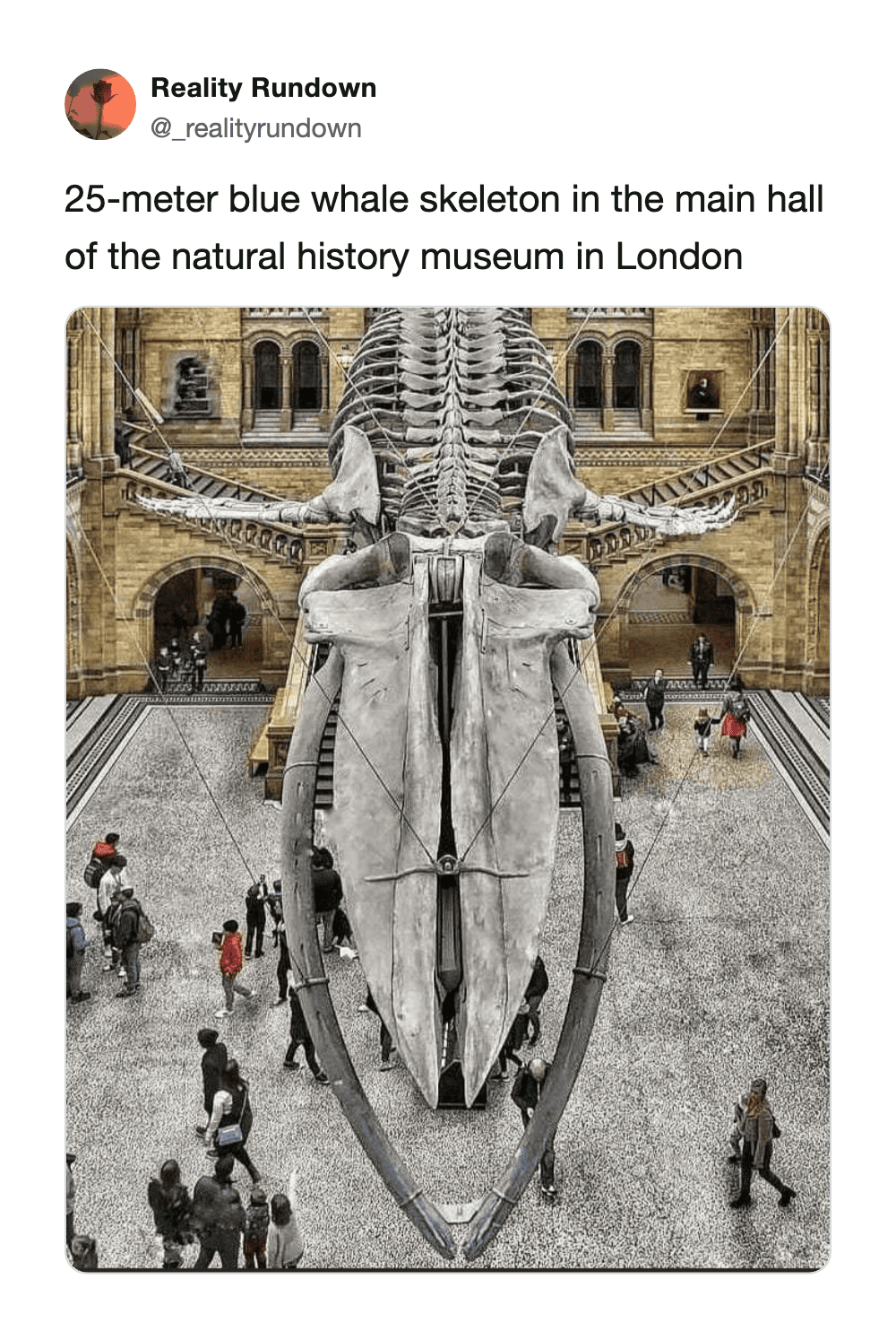 25-meter blue whale skeleton in London museum with visitors around it.