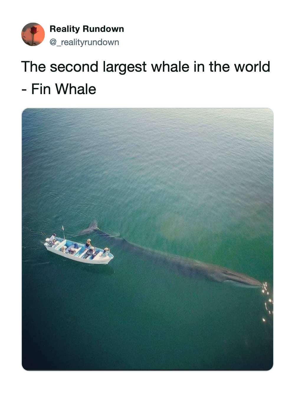 A boat with people is seen from above, with a large whale swimming nearby in the water.