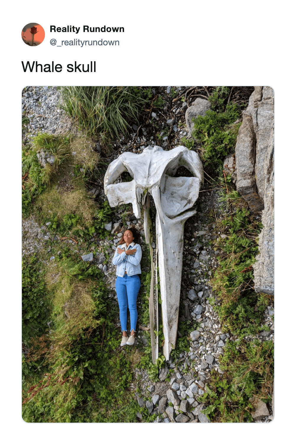Person standing next to a large whale skull on a rocky hillside.