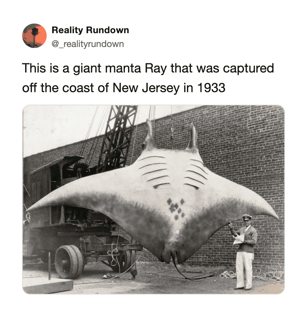 Giant manta Ray captured off New Jersey coast in 1933, shown with a man for scale.