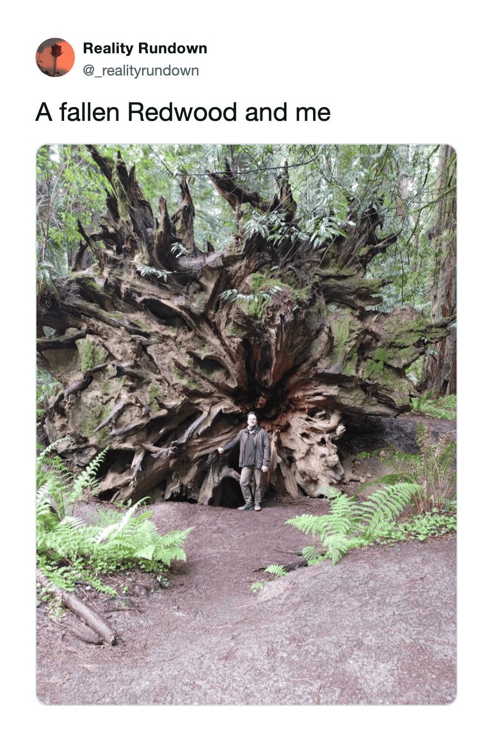 Person standing in front of a fallen Redwood tree in a forest.