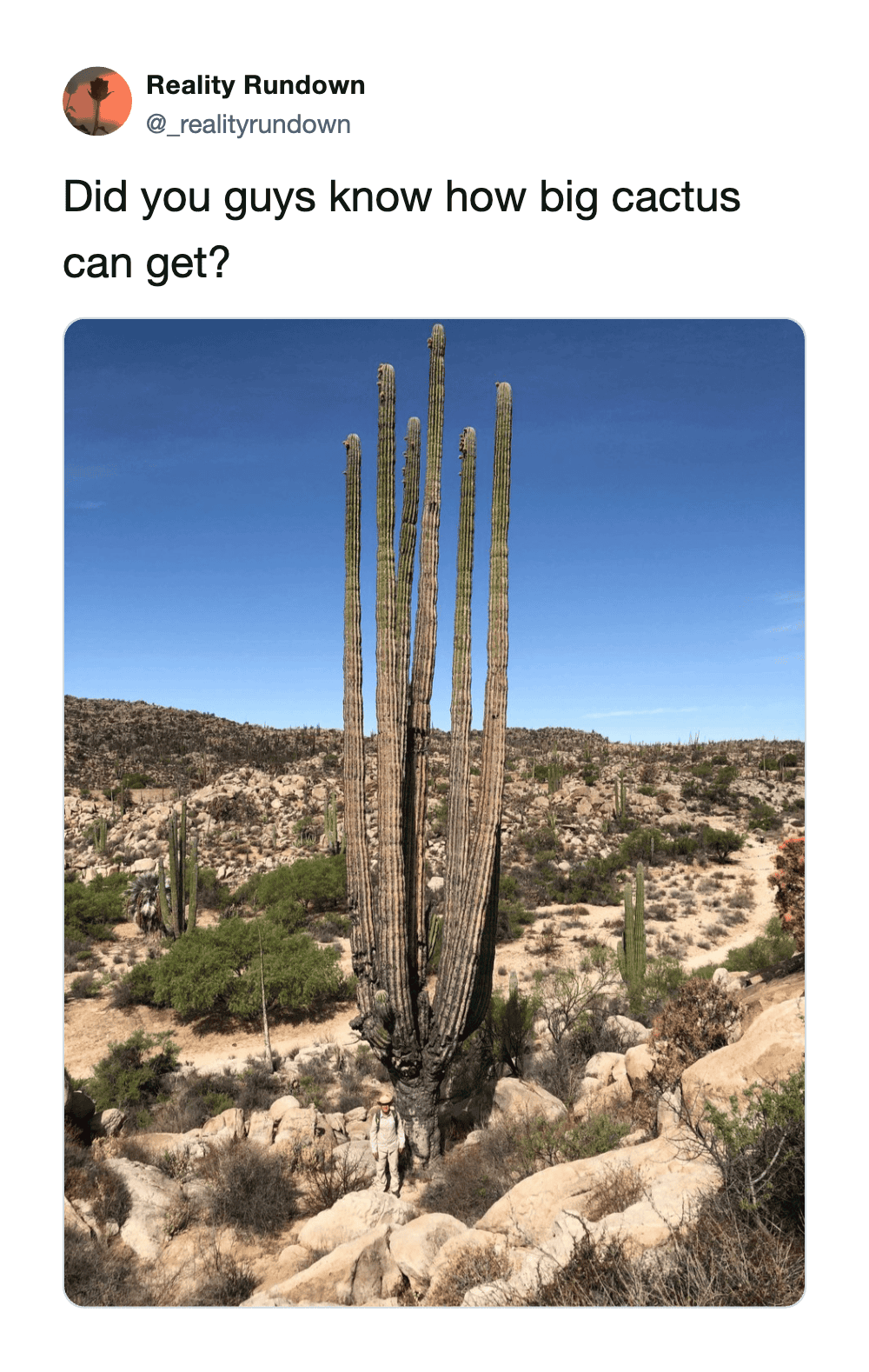 Huge cactus in desert with smaller plants and rocks, under blue sky.