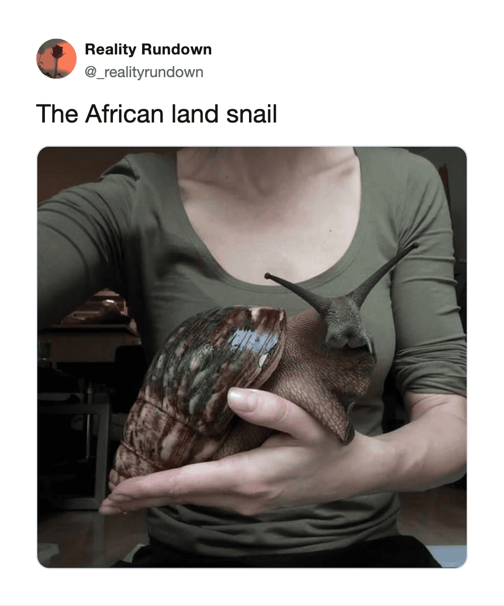 Person holding a large African land snail with a small snail on top.
