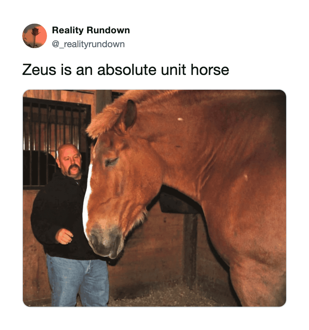 Man standing next to a large brown horse, captioned 'Zeus is an absolute unit horse'.