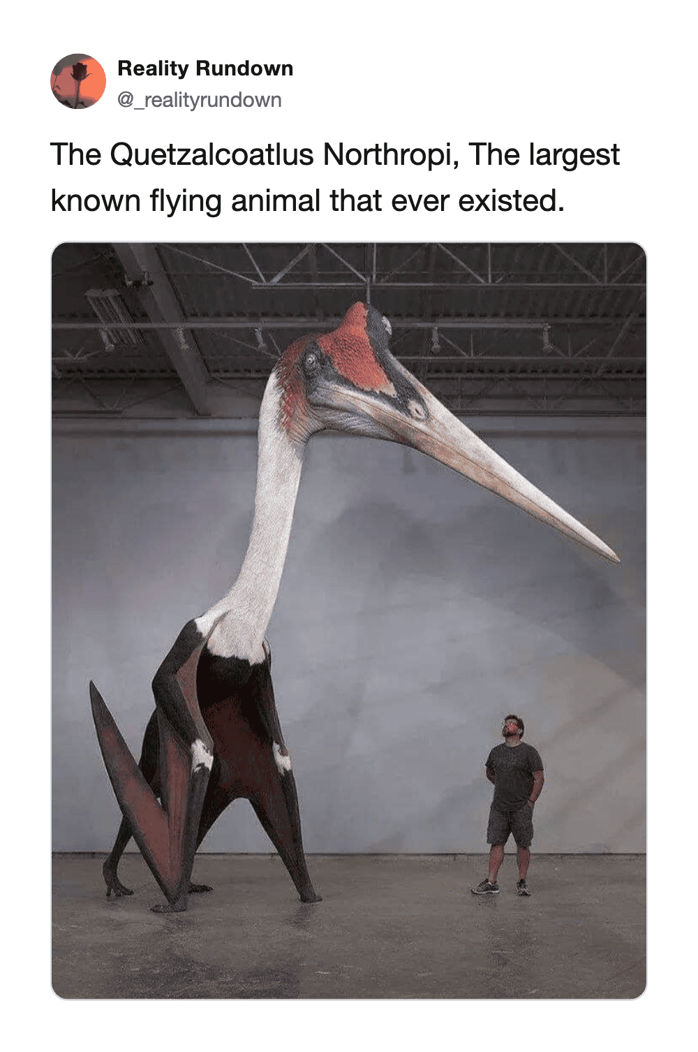 A giant Quetzalcoatlus model with a person for scale in a museum.