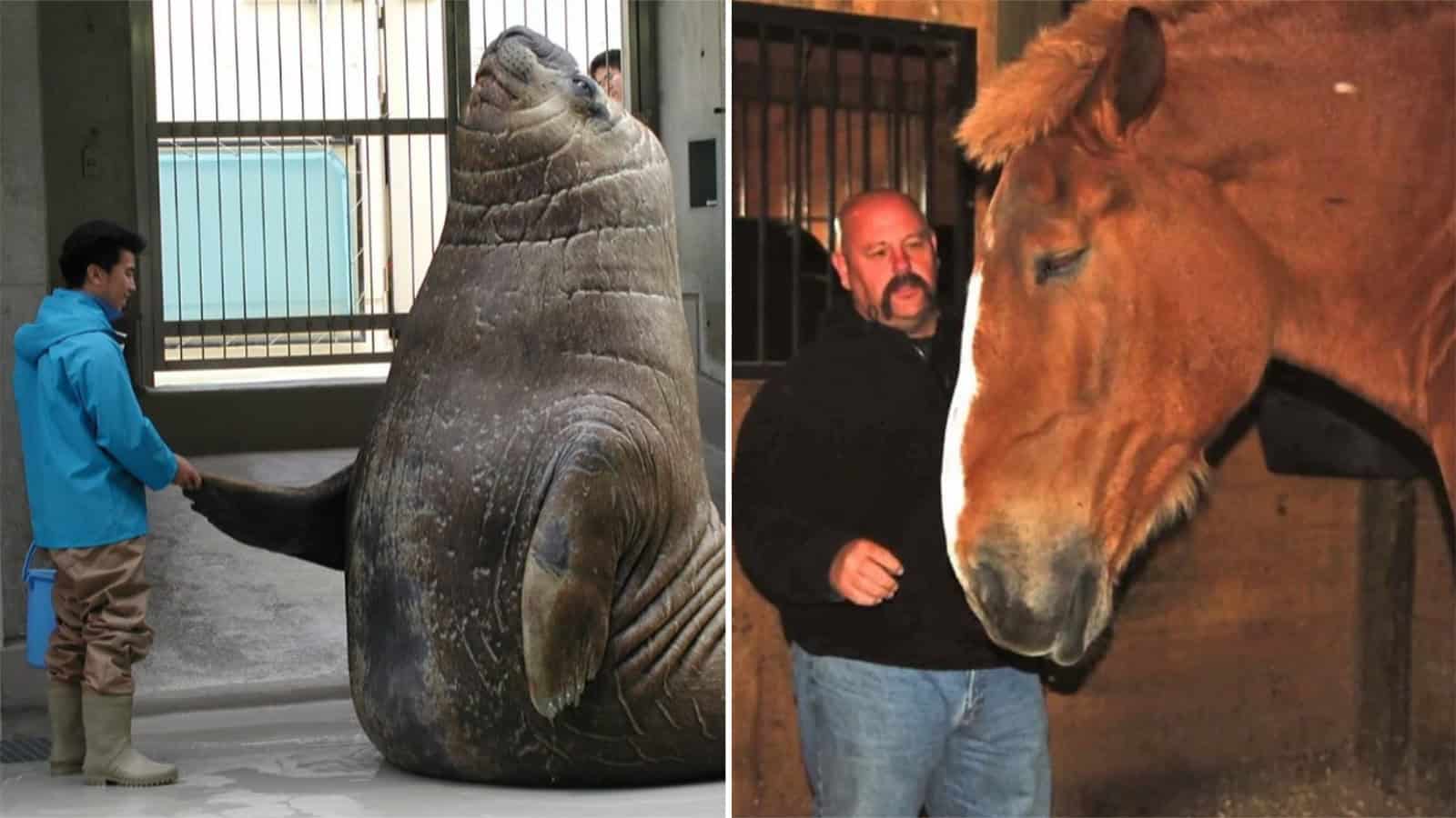 A person in a blue jacket petting a large manatee in an indoor enclosure.
