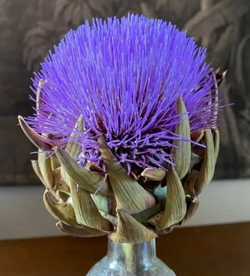 Purple artichoke flower with spiky purple bloom and green leaves in a glass vase.