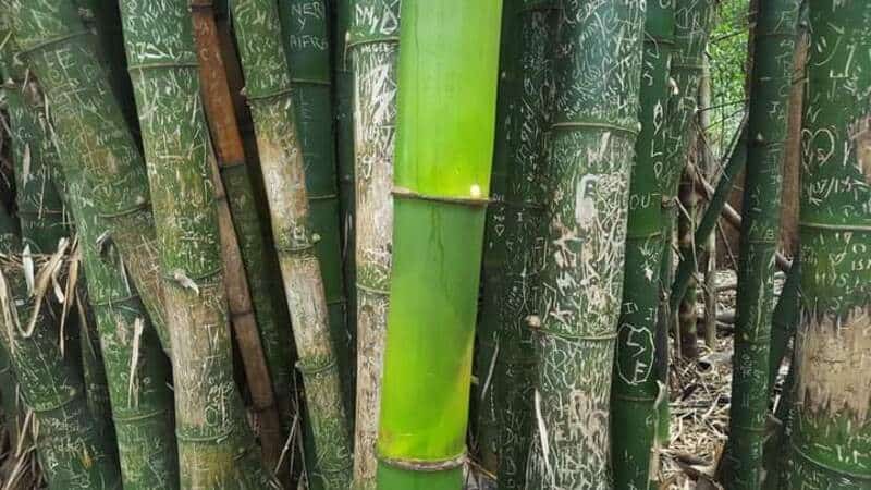Close-up of green bamboo stalks with carvings and graffiti in a forest.